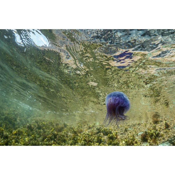 Blue Jellyfish Postcard