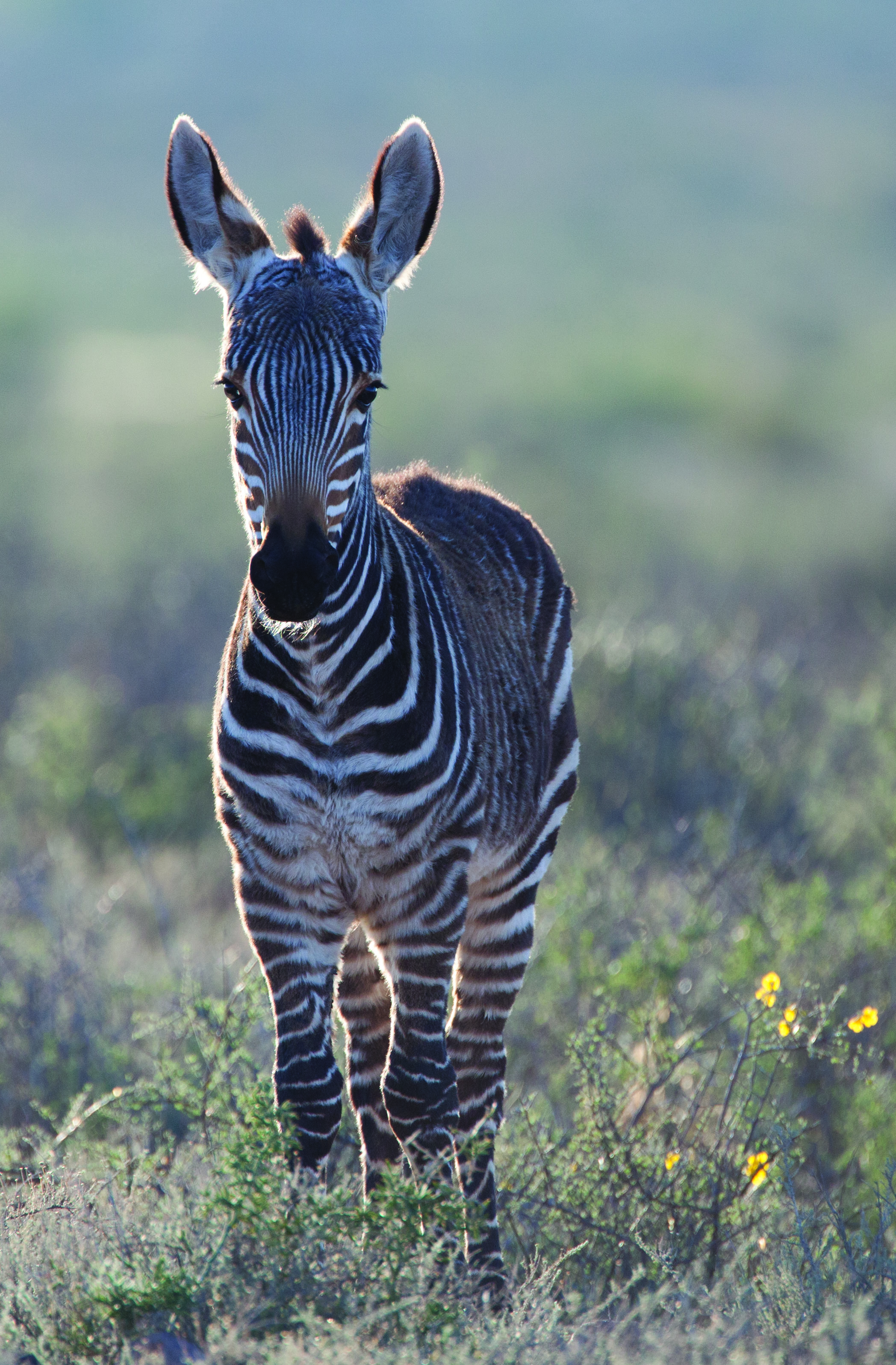 Baby Mountain Zebra - Equus Zebra - Karoo National Park - 08/08/2010 - THE  NATURAL GALLERY