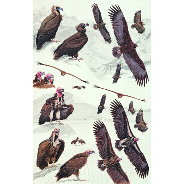 Cinereous Vulture, Black Vulture, Lappet-faced Vulture
