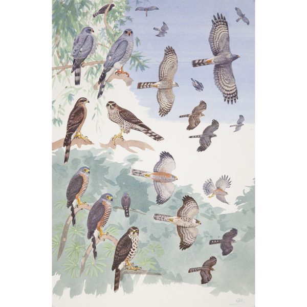 Ovambo sparrowhawk, Chestnut-flanked Sparrowhawk