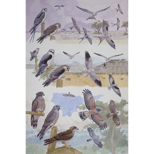 Blackshouldered Kite, Scissor-tailed Kite, African Cuckoo-hawk