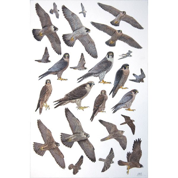 Peregrine Falcon, Barbary Falcon
