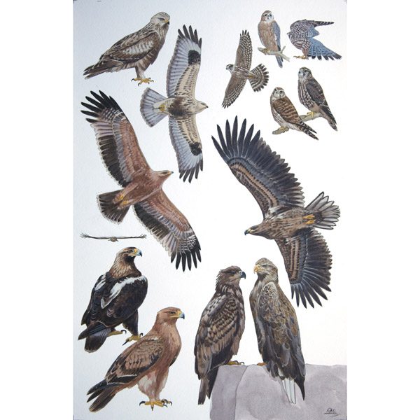 Merlin, Rough-legged Buzzard, Spanish Imperial Eagle, White-tailed Eagle