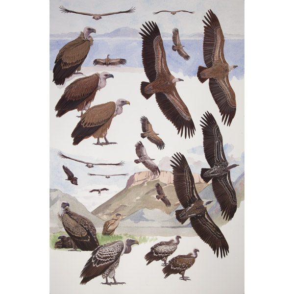 Griffon Vulture, Rueppell's Vulture