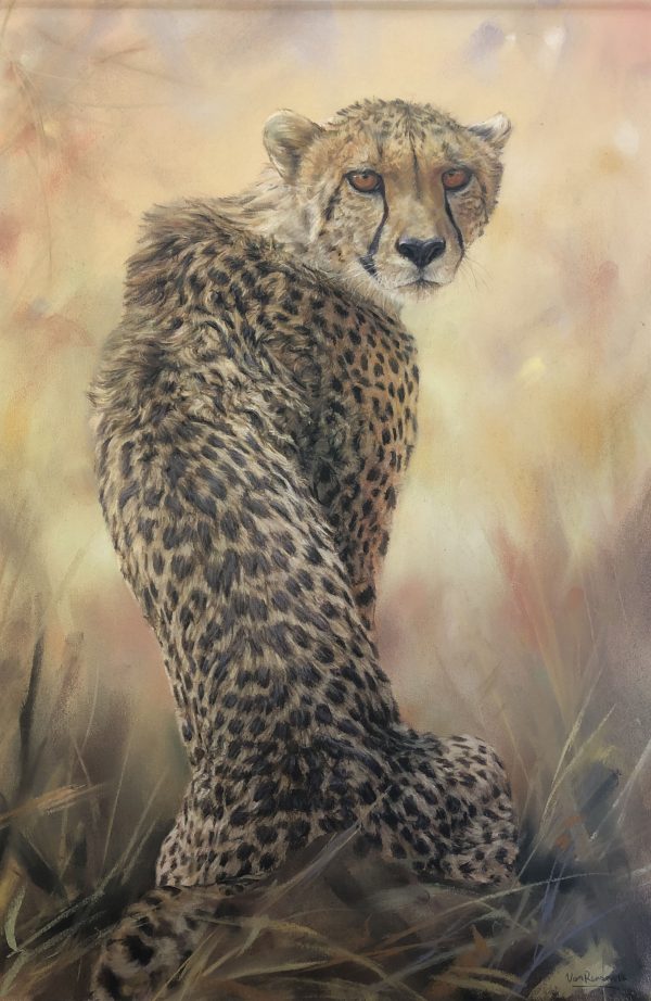 Cheetah looking back
