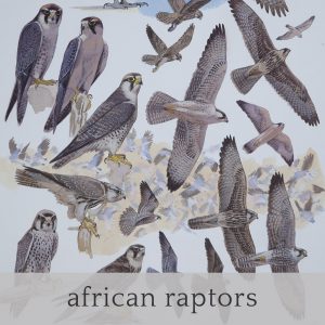 african raptors