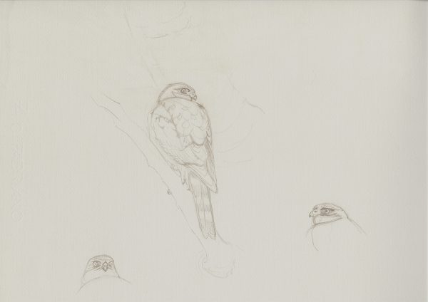 Red-breasted Sparrowhawk sketches
