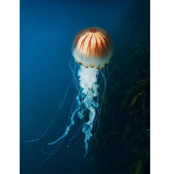 compass jellyfish in blue water