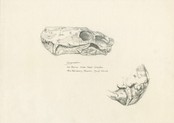Gorgonopsian (detail)