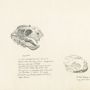 Dicynodon Skull