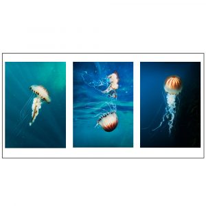 a triptych of jellyfish images