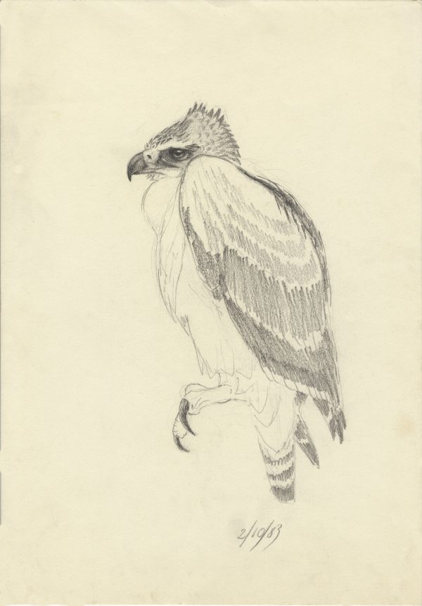 pencil drawing of a young Martial Eagle called Ramsey