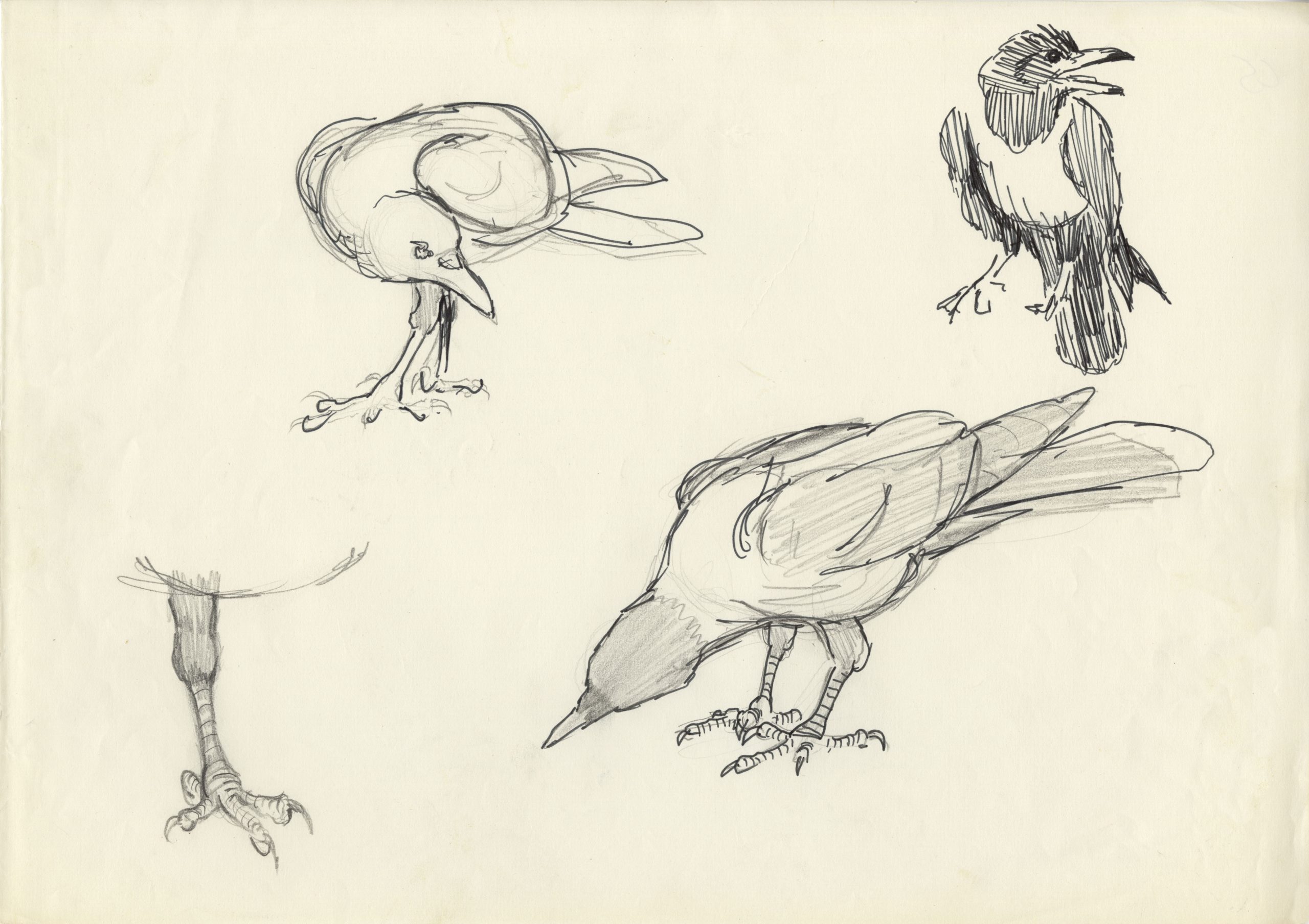 loose sketches of cuthbert