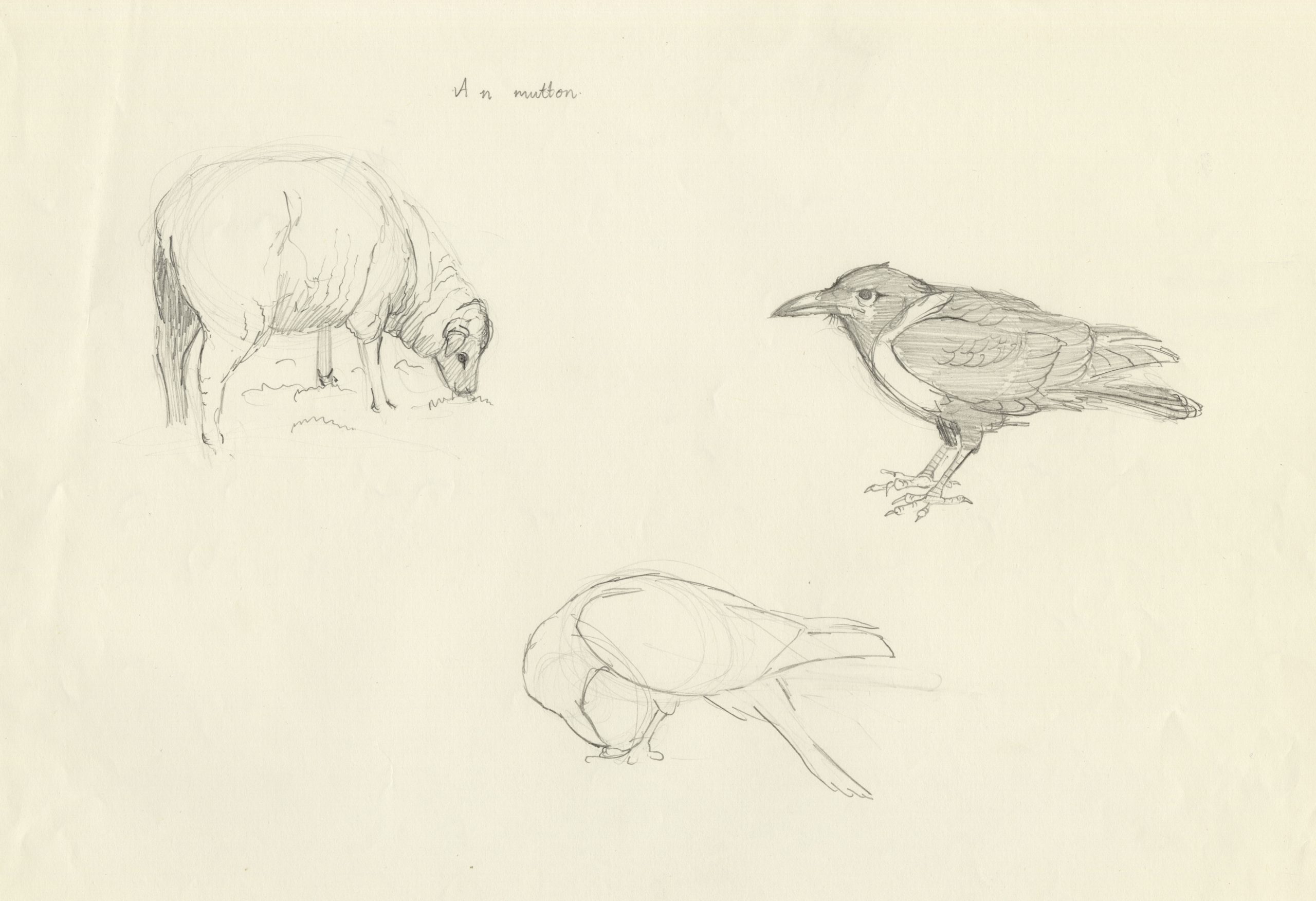 mutton & Cuthbert sketches