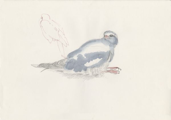 watercolour painting of an injured Pale Chanting Goshawk called Max Boyce!